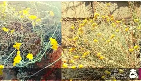 عشبة القيصوم المنجلي؛ تعرف على أبرز 6 معلومات عن نبات القيسون