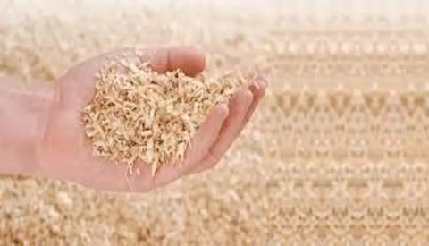 نشارة خشب الأرز