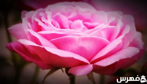 زراعة الورد الجوري: أشهر 7 طرق لزراعته وأهم
