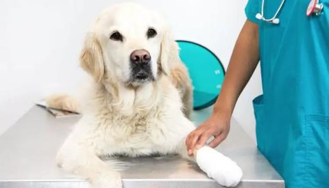 التهاب المعدة والأمعاء في الكلاب؛ حالة شائعة