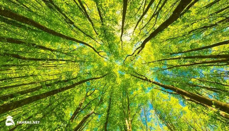 اليوم العالمي للغابات؛ تاريخه وأهدافه وموضوع الاحتفال به للعام 2022