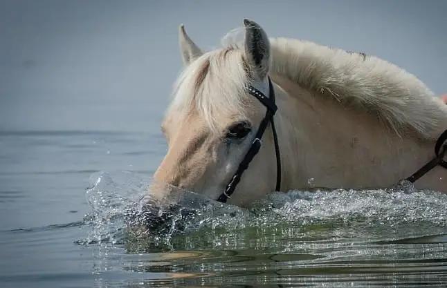 سباحة الخيول
