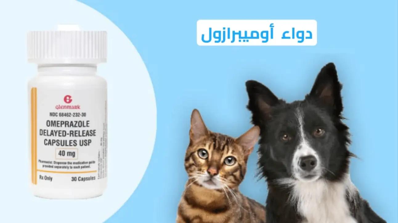 دواء أوميبرازول؛ تعرف على احتياطات استعماله للكلاب والقطط وآثاره الجانبية