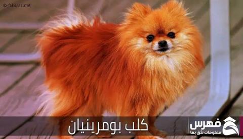 كلب بومرينيان (Pomeranian)؛ احد اجمل الكلاب