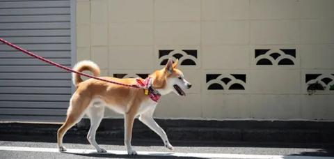 كلب شيبا إينو (Shiba Inu Dog)؛ تعرف إلى خصائصهم