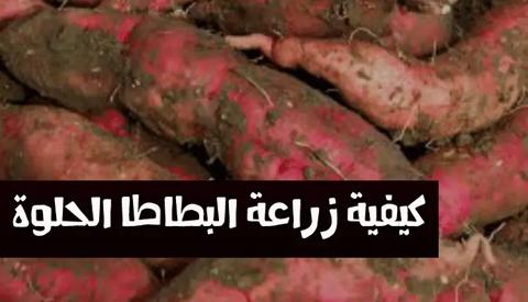 زراعة البطاطا الحلوة؛ طريقة الزراعة، أكثر من 5